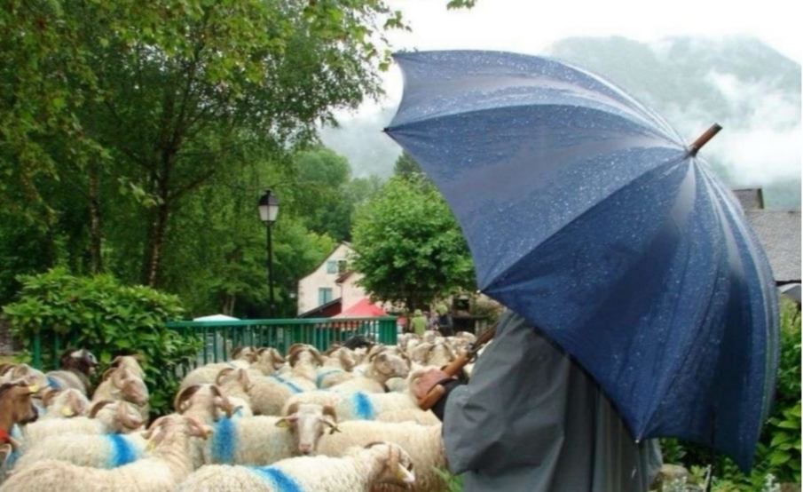 Paraguas de pastor_ elegancia clásica que nunca pasa de moda